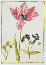 Tulipe et Jonquille, c.1675